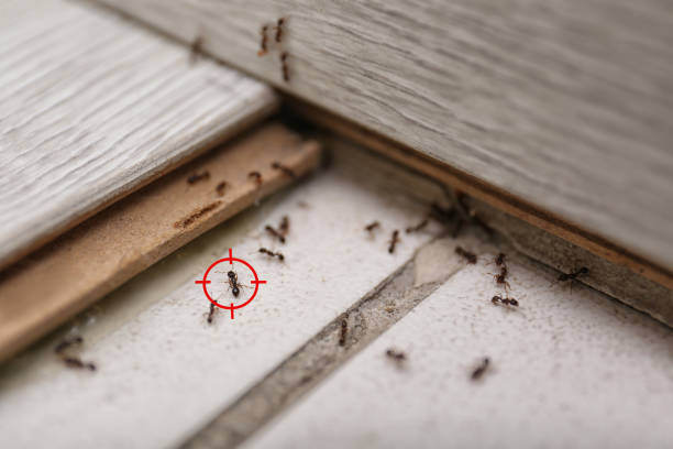 Best Pest Removal Services  in Dolan Springs, AZ