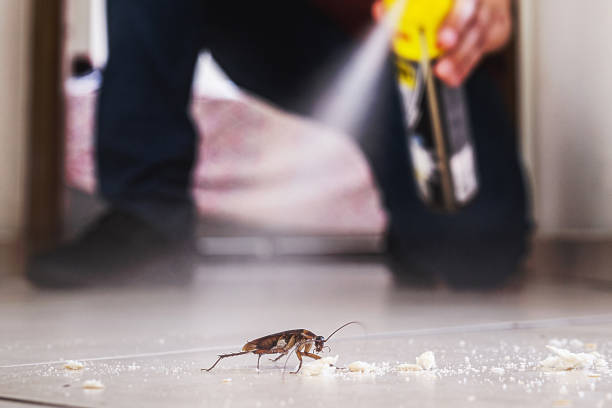 Best Best Pest Control Companies  in Dolan Springs, AZ