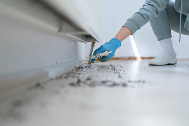 Best Wasp Removal Services  in Dolan Springs, AZ